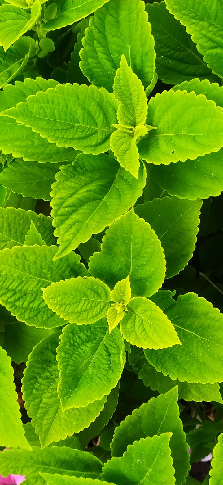 Verde que te quiero verde