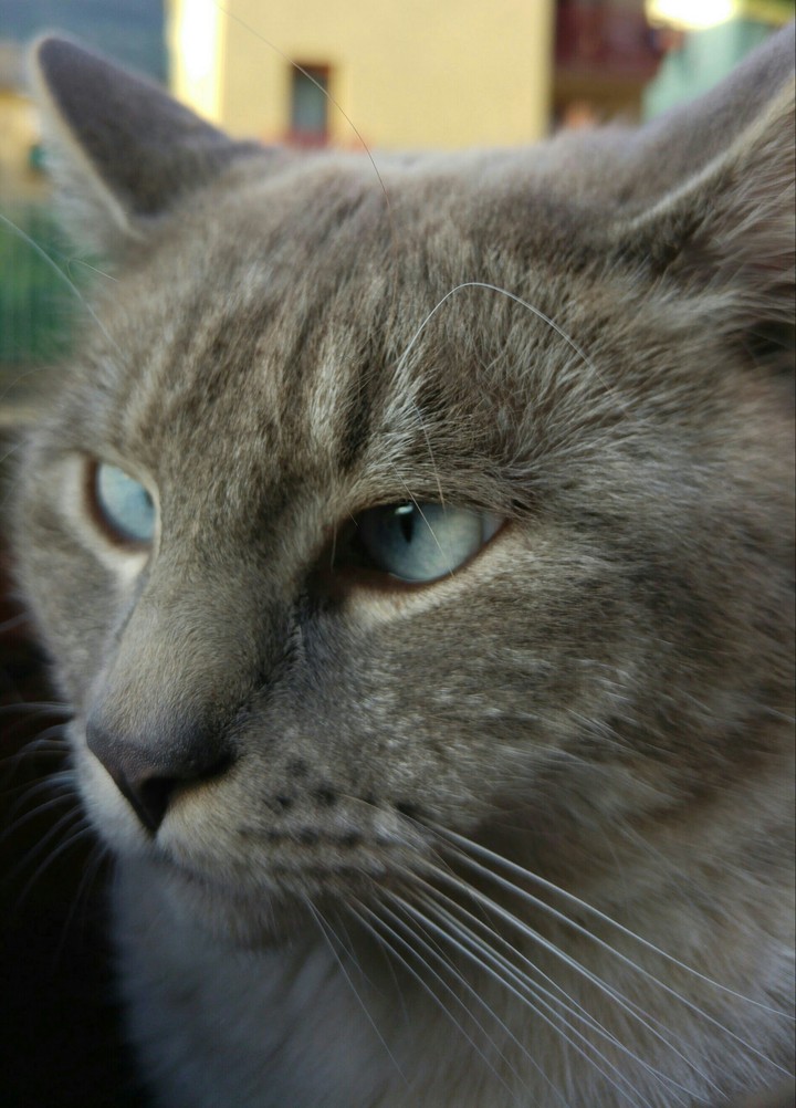 gatto