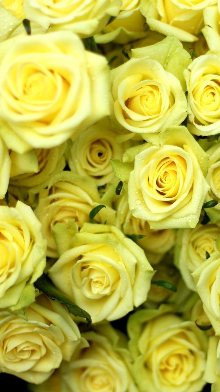 Roses
