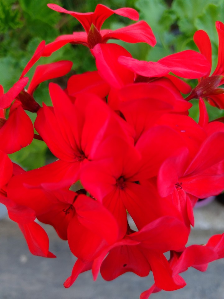 red