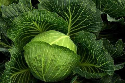 тапети leaf, flower