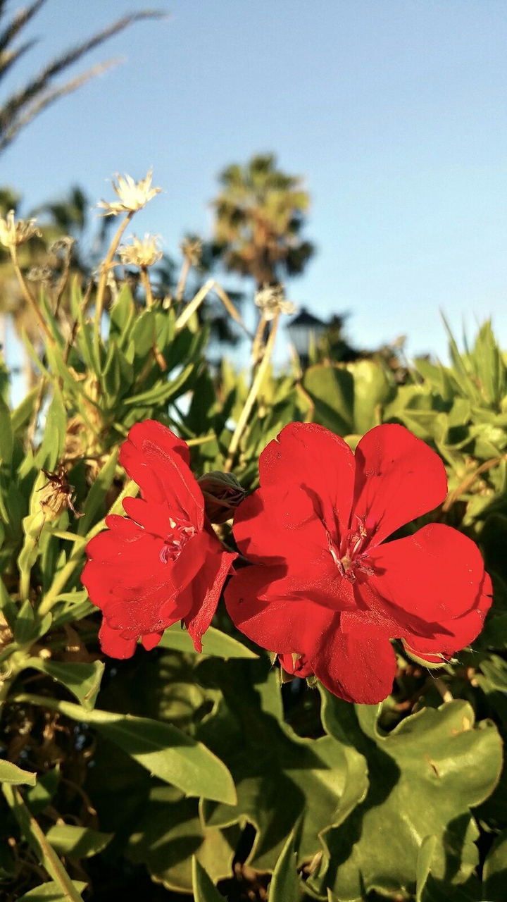 flowers of nature