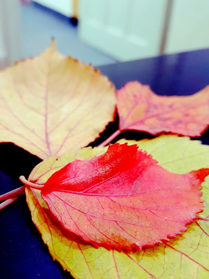 Autumn Leaves
