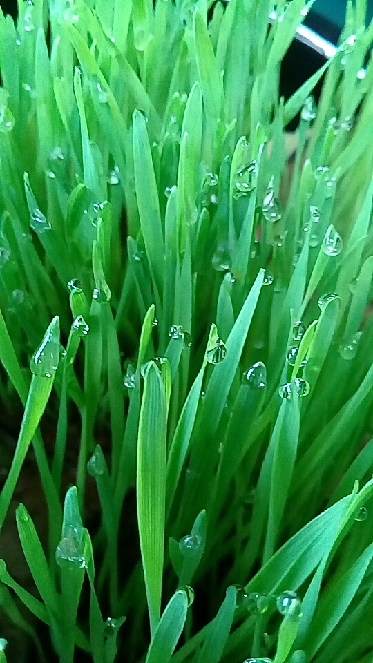 chuva