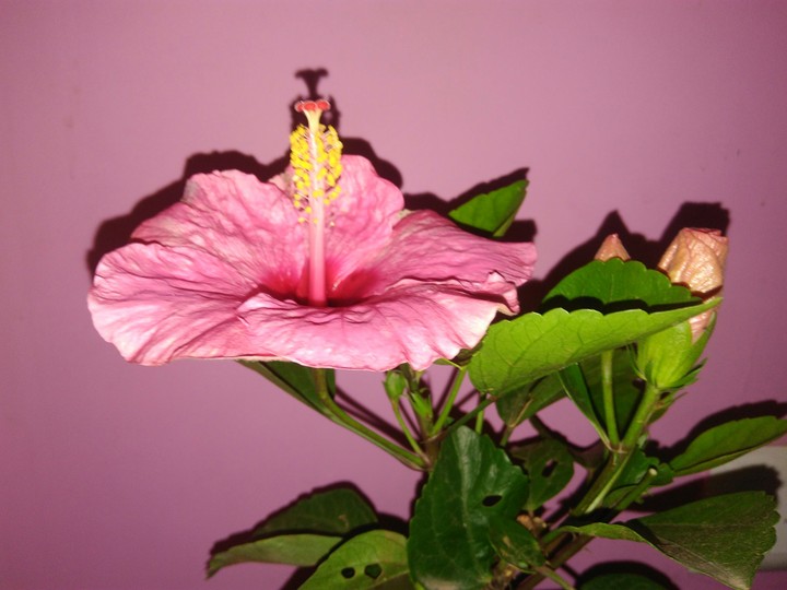 my Garden
