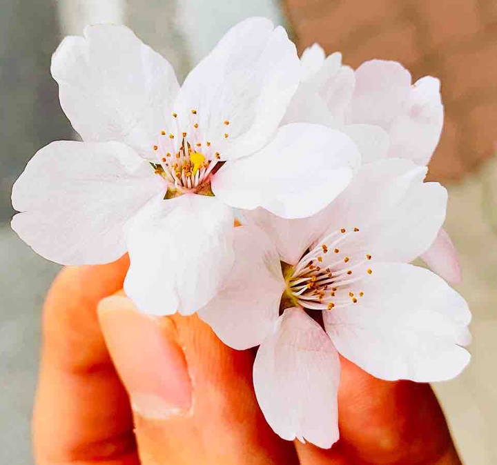 벚꽃