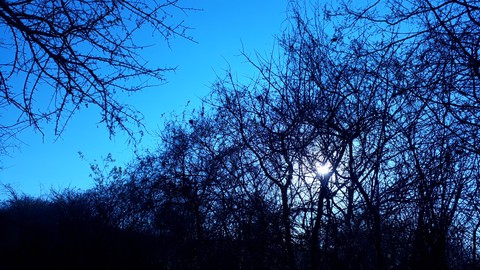 amanhecer Florescente