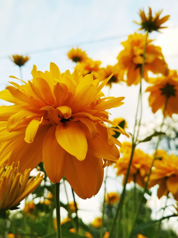 Summer flowers
