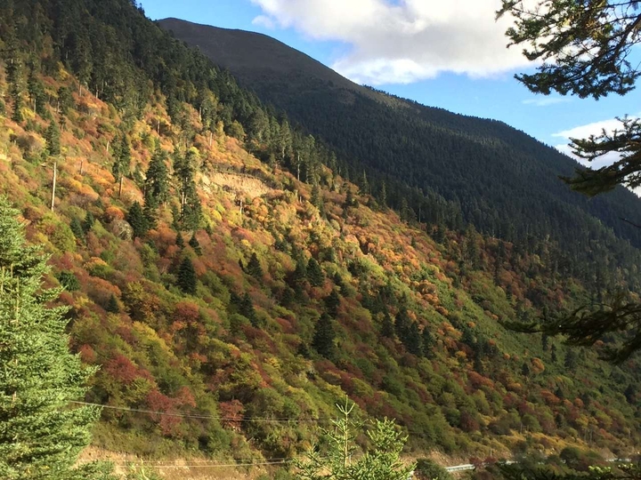 山林