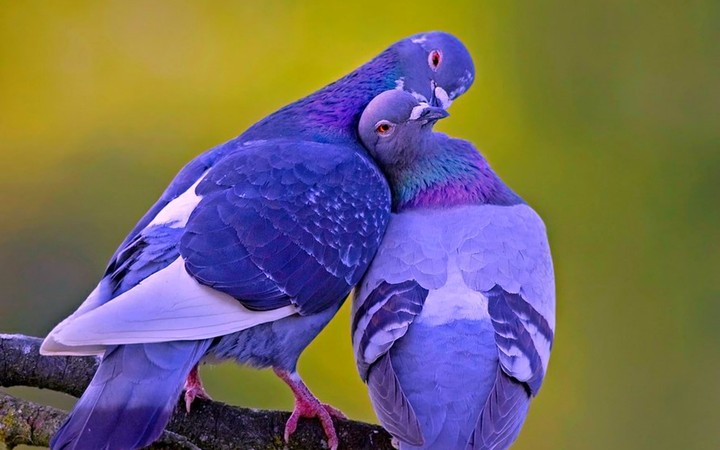 LOVE BIRDS