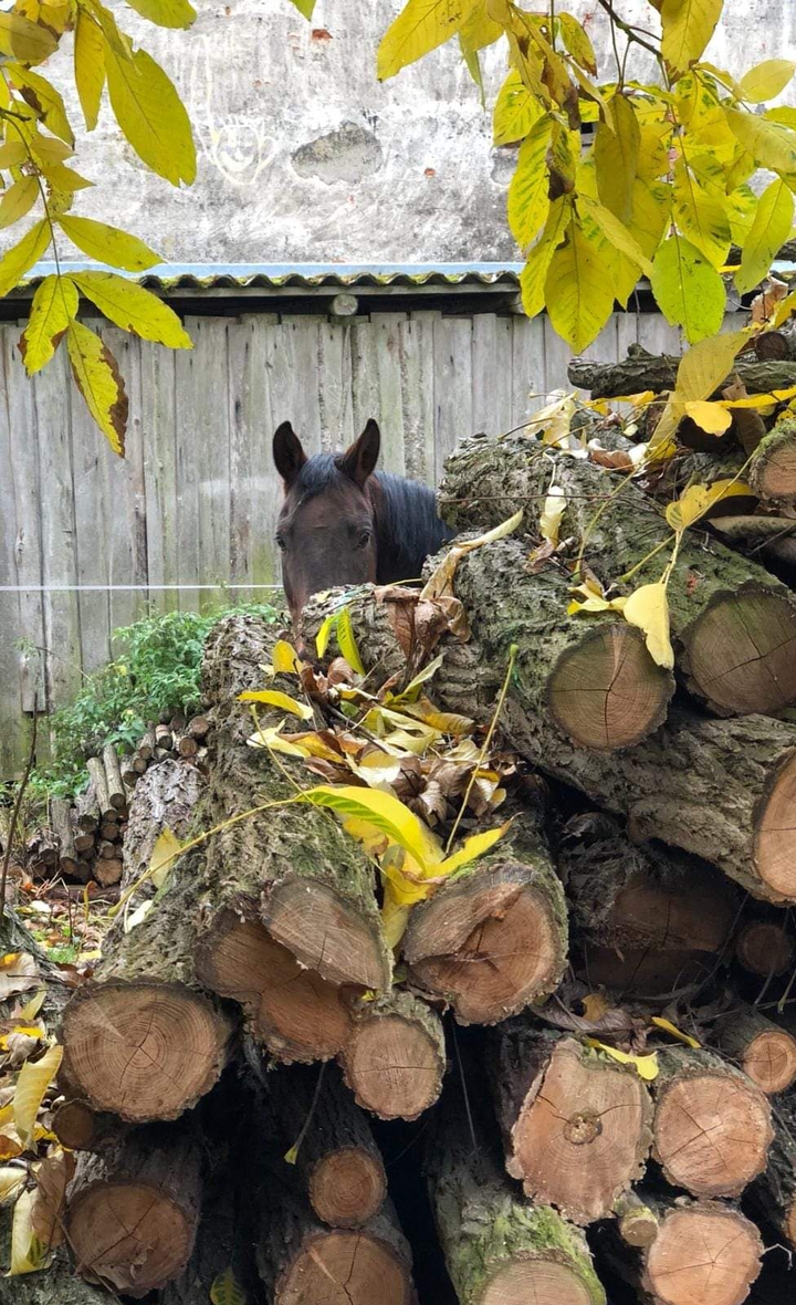 horse