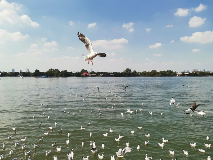 sea gull
