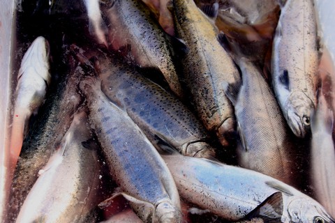 Cherry Salmon