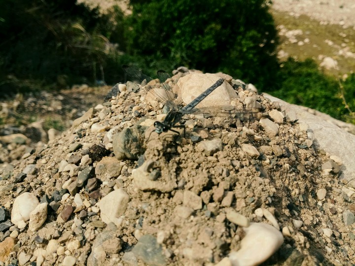 dragonfly