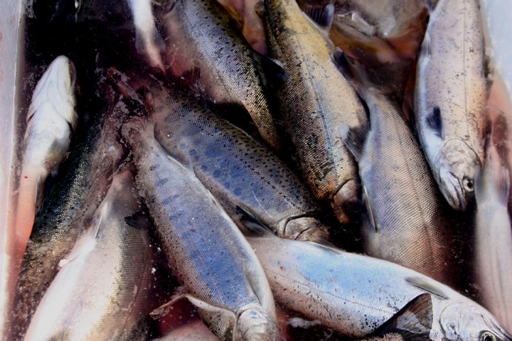 Cherry Salmon