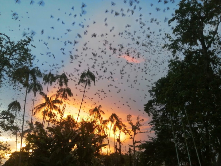 Leticia Colombia amazonas