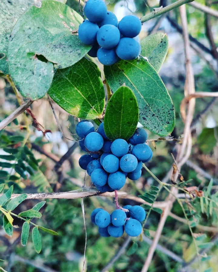 Fruit