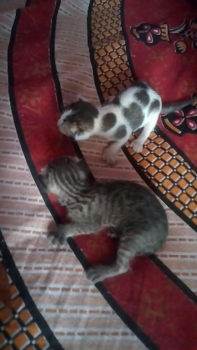 cute cats