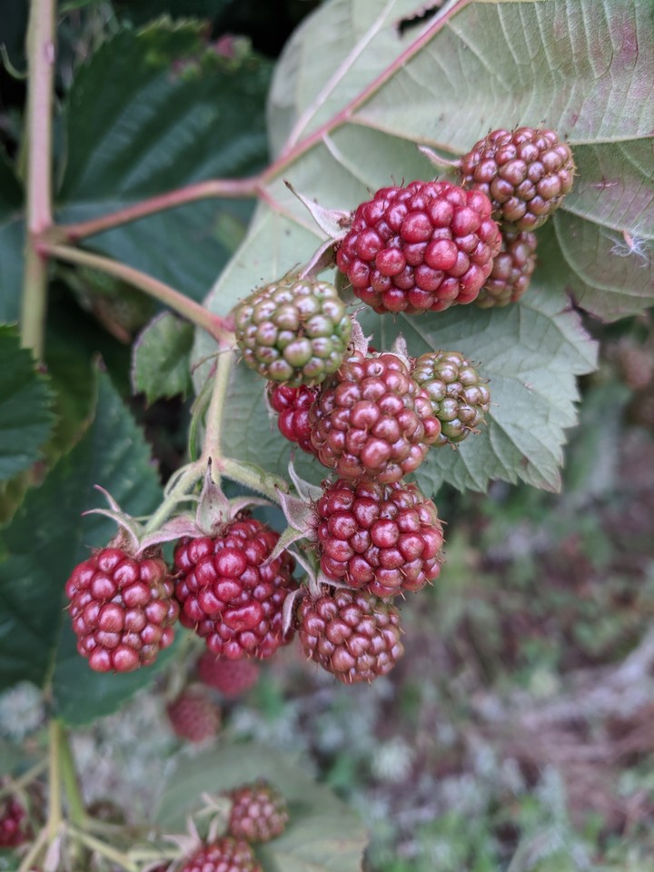 fruit season