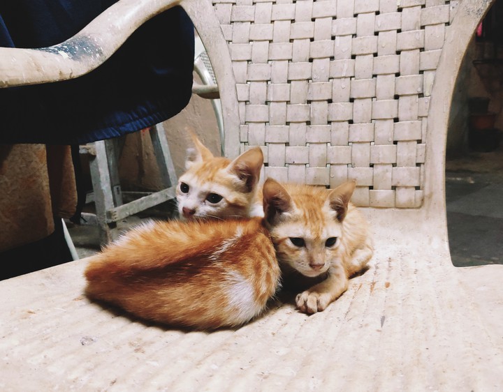 kitten