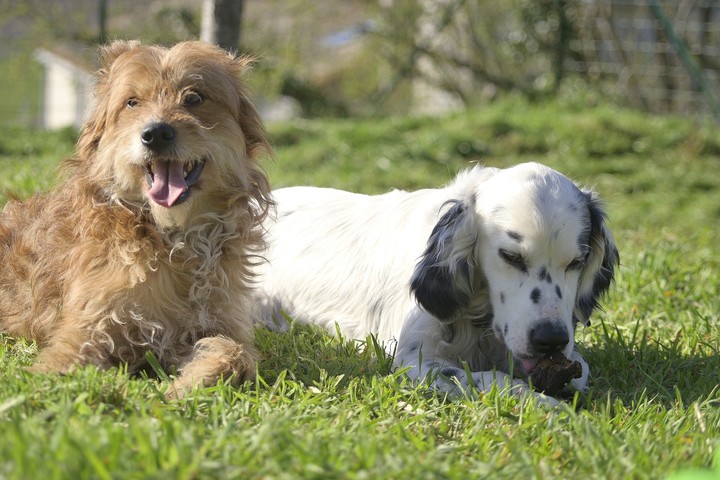 chiens