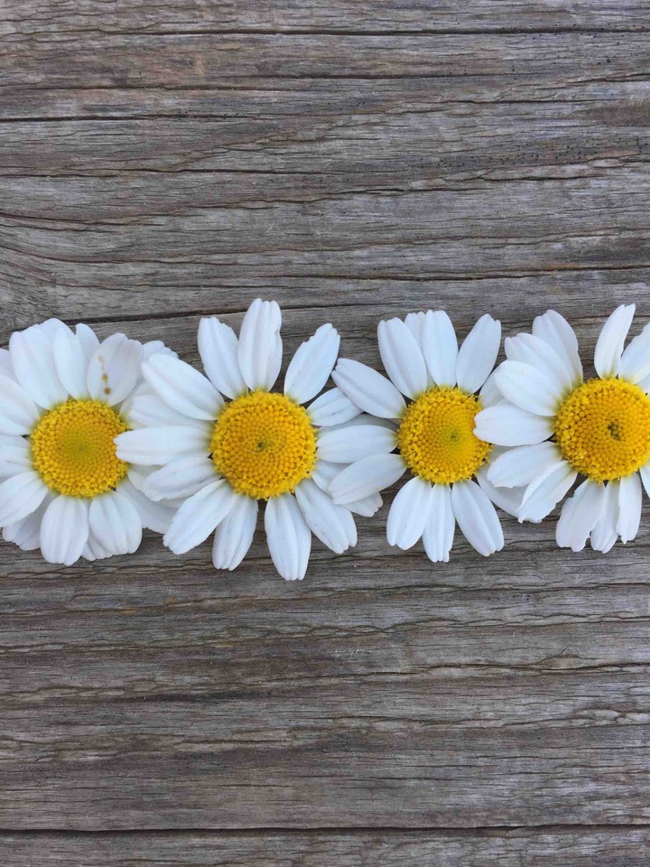 daisy