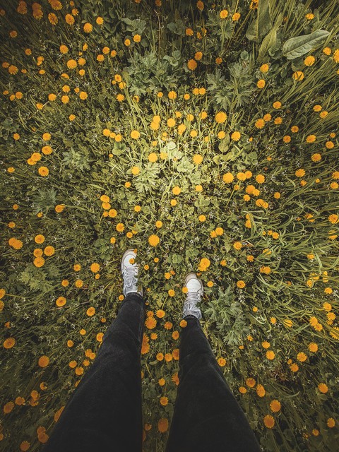 flowers