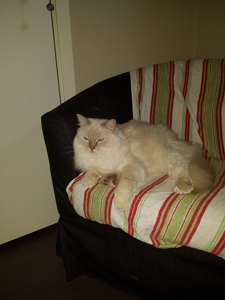 My Simba