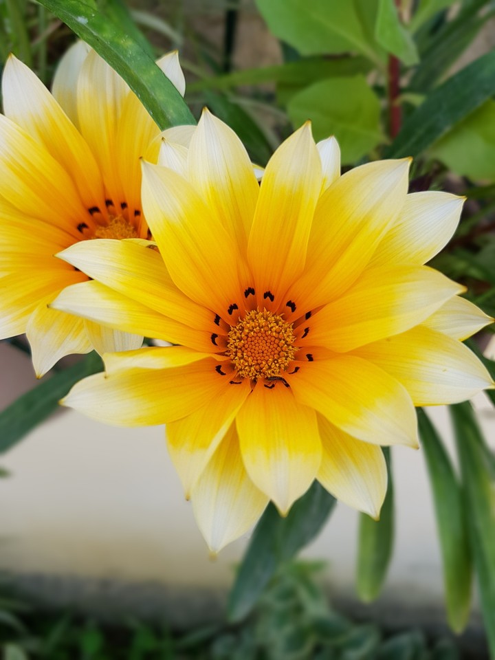 la fleur de mon jardin
