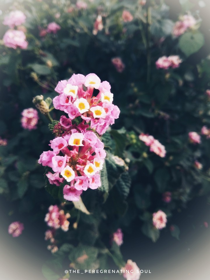 beautiful