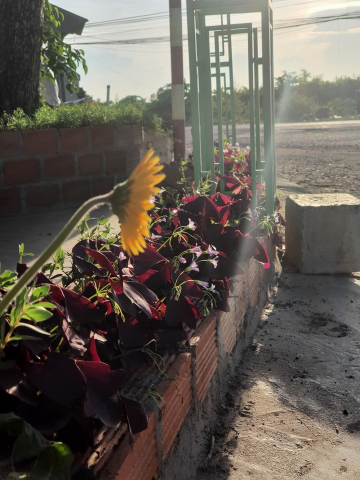 sun