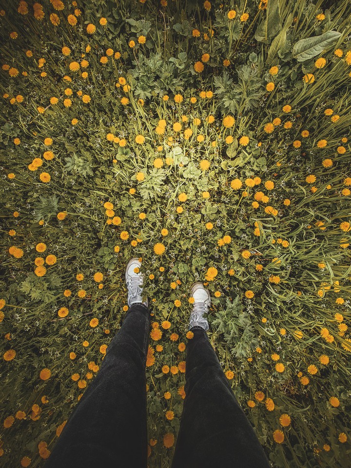 flowers