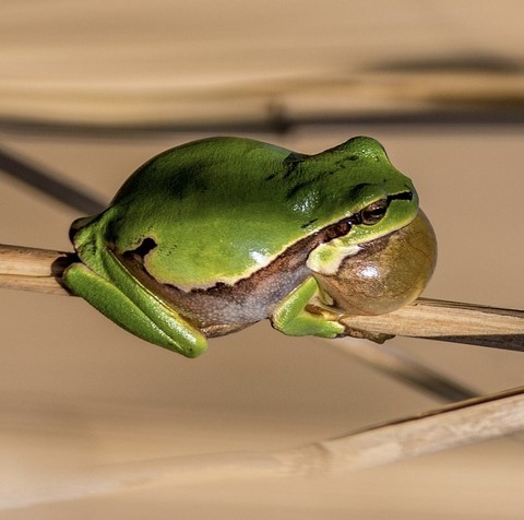 fonds d'écran frog, amphibians