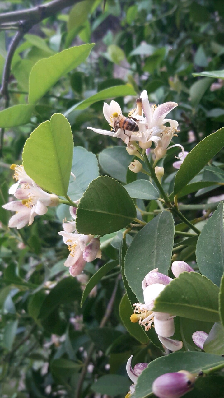 bees on flowers