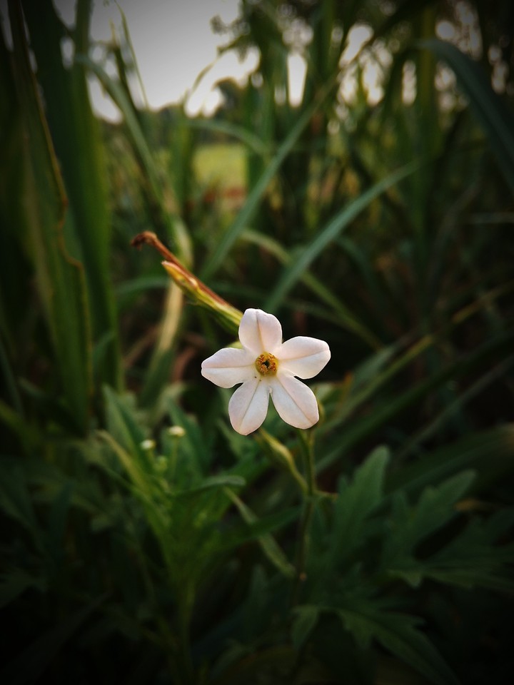 white flower