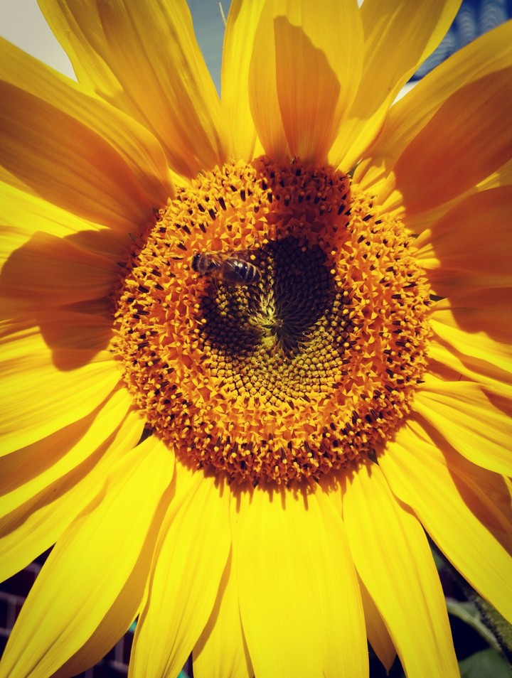 bee at work