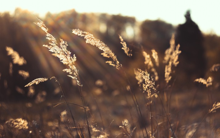 Dry grass