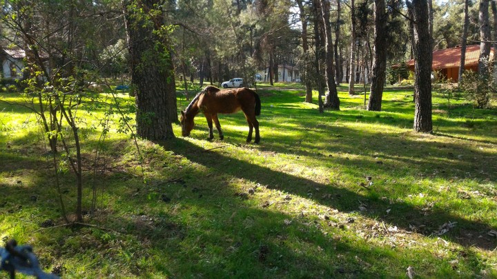 horse