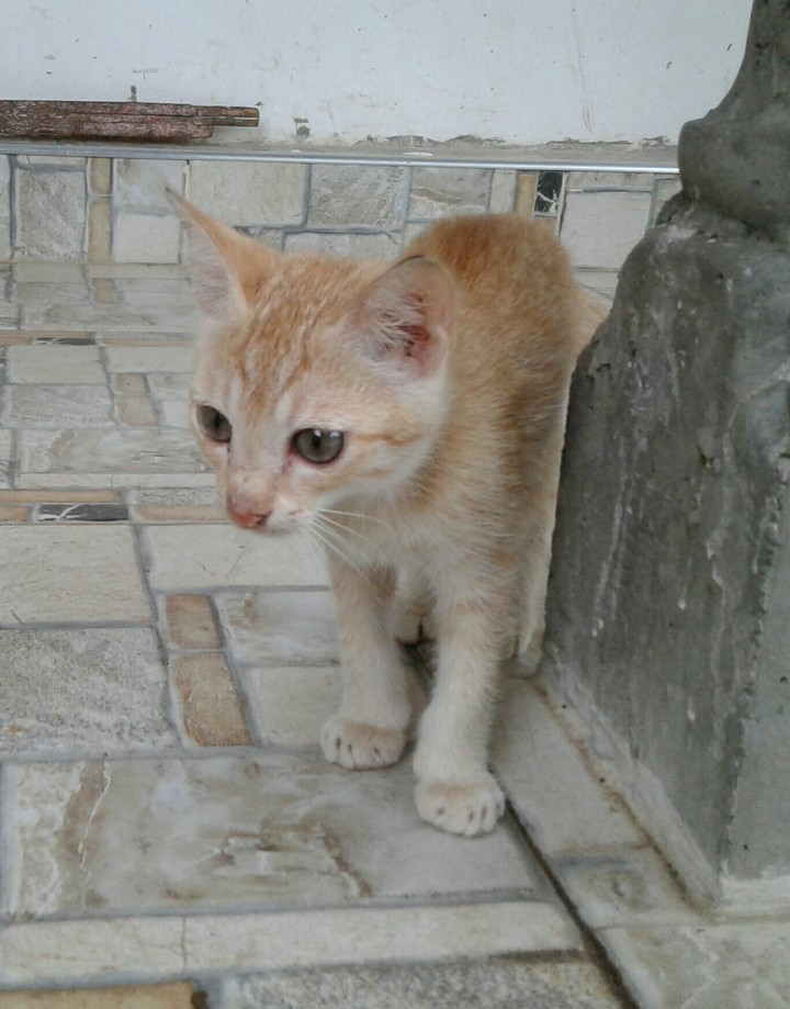 quite kitten