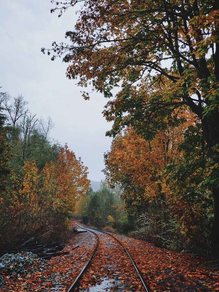 autumn train tracks
