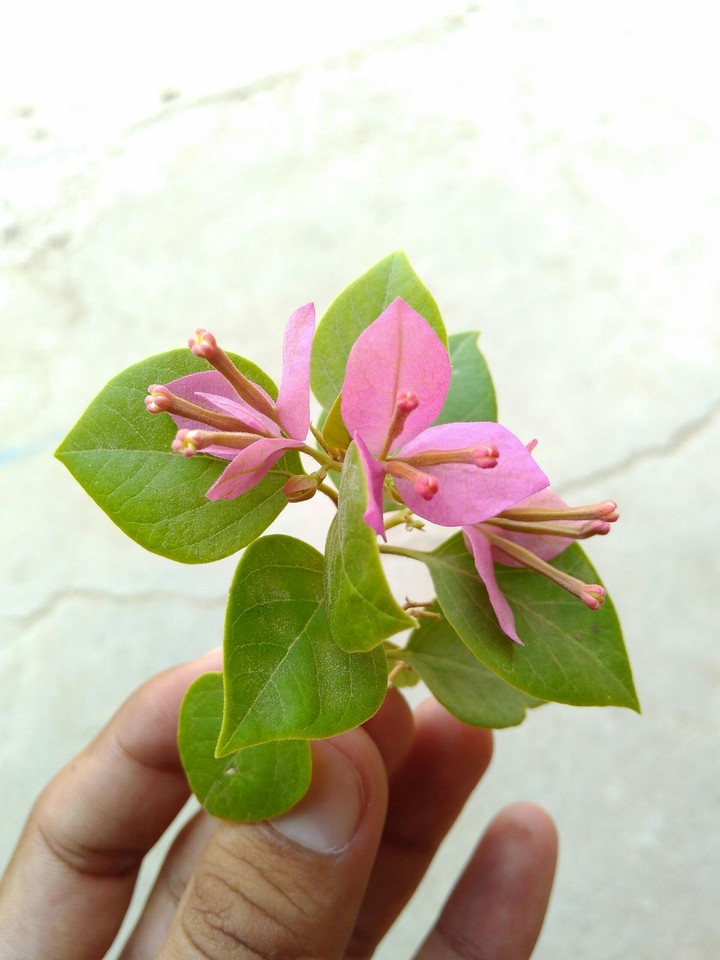Flower