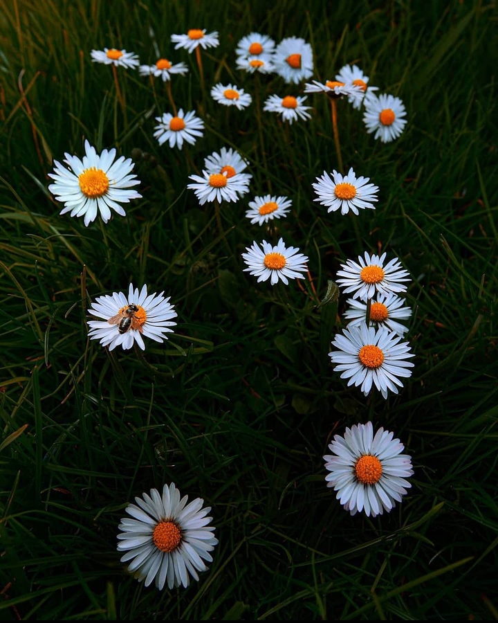 daisy