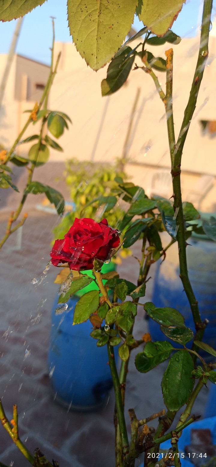 rainig roses