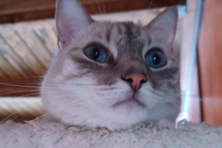 Nina