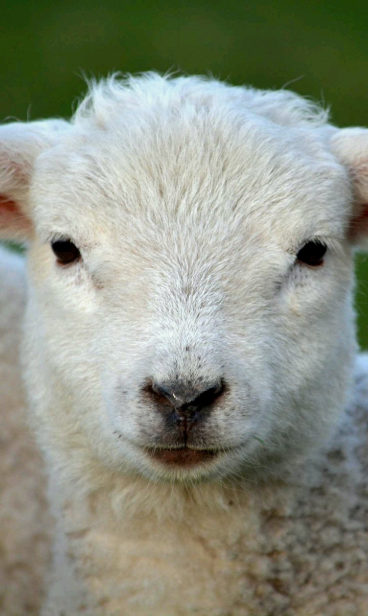 Lamb