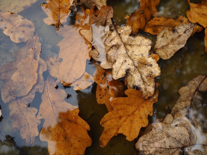 Autumn leaves