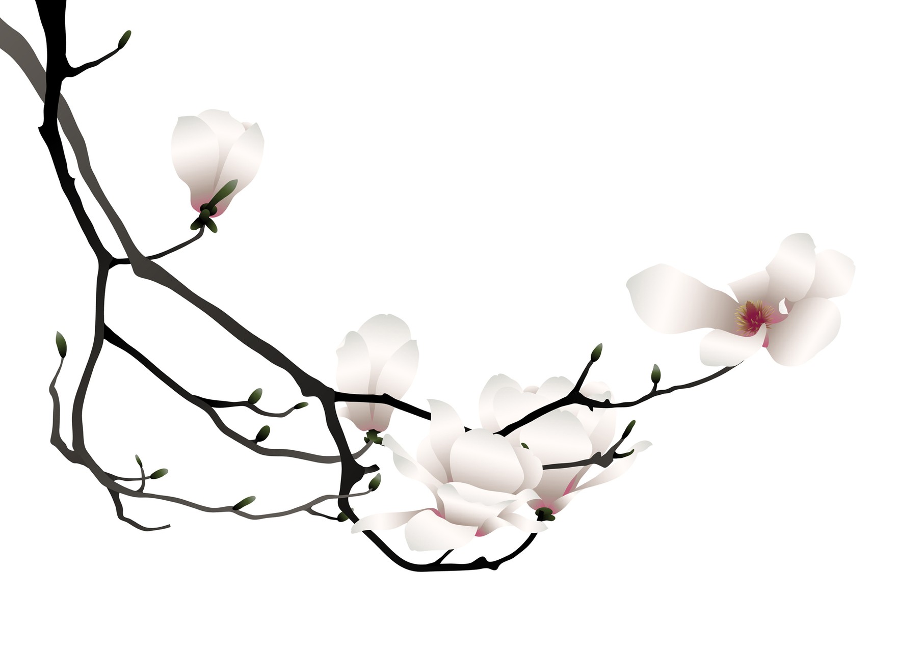 White Flowers