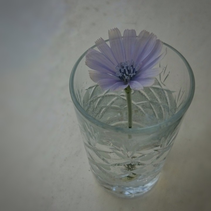 La petite fleur