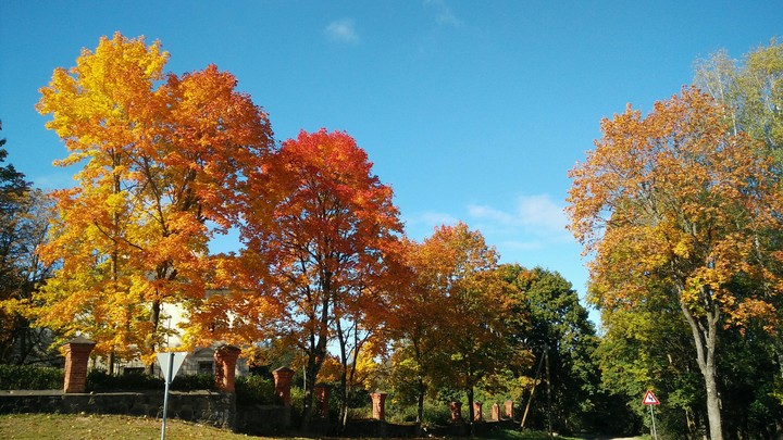 Autumn colors