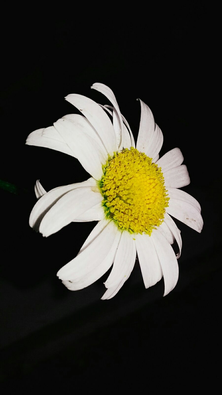 daisy